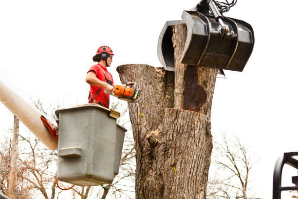 Best Hazardous Tree Removal  in USA